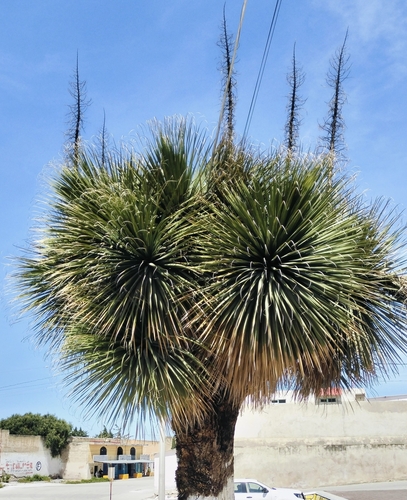 Image of Nolina parviflora by (c) Tereso Hernández Morales, some rights reserved (CC BY)