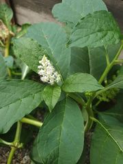 Phytolacca acinosa