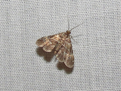 Elophila gyralis