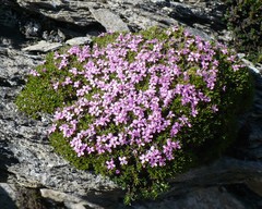 Silene acaulis exscapa
