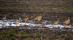 Chloephaga rubidiceps