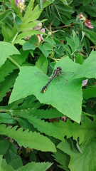 Hylogomphus abbreviatus