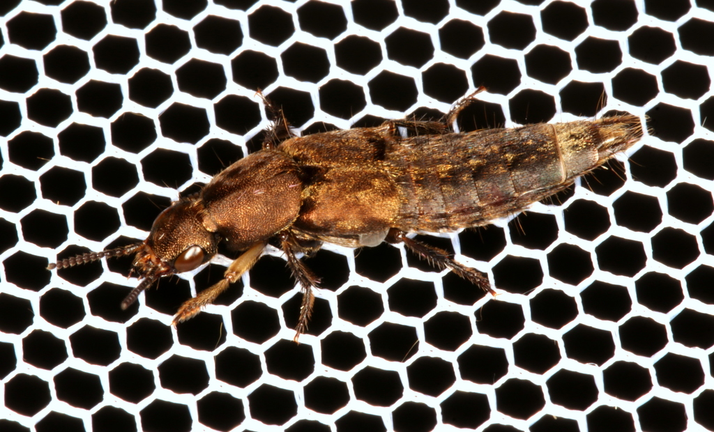 Platydracus femoratus