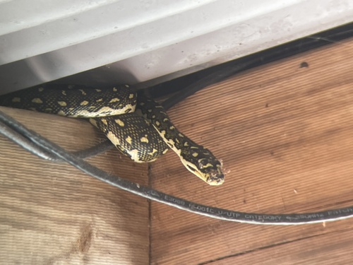 Diamond Python sighting