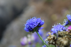 Gilia capitata pacifica