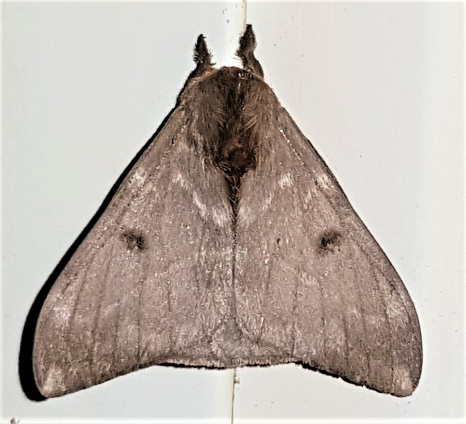 Hylesia gigantex