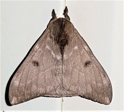 Hylesia gigantex
