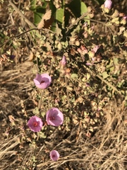 Malacothamnus foliosus
