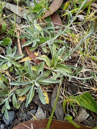 Image of Gamochaeta calviceps by no rights reserved