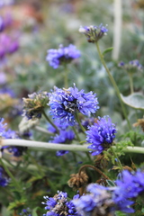 Gilia capitata pacifica