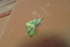 Plagodis phlogosaria