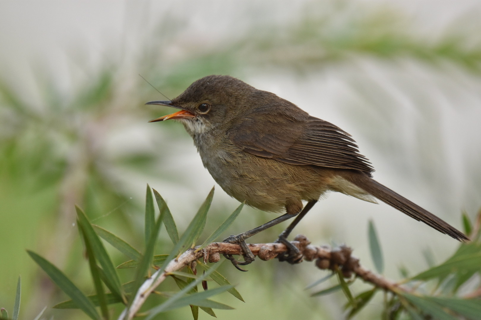 Madagascar Swamp Warbler (Acrocephalus newtoni), photo 3