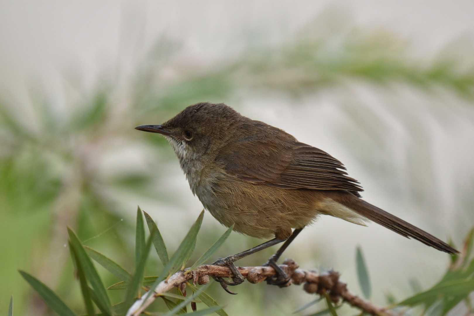 Madagascar Swamp Warbler (Acrocephalus newtoni), photo 4