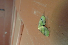 Plagodis phlogosaria