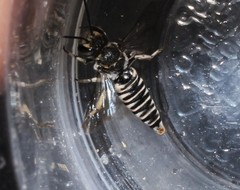Coelioxys decipiens