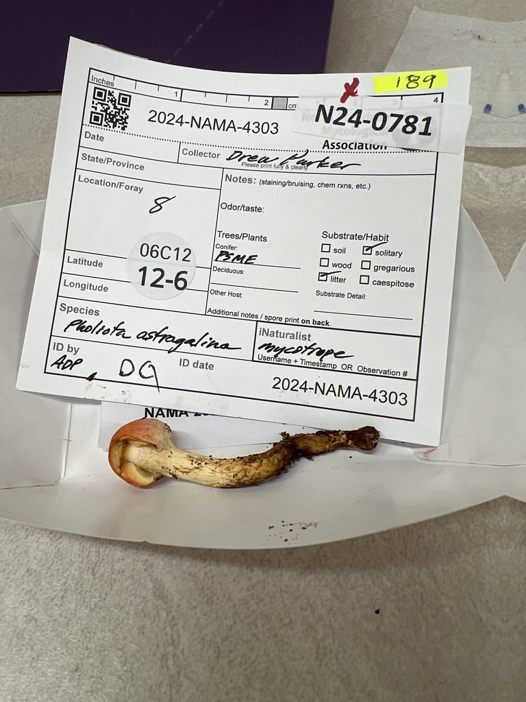 conifer scalycap from Cispus Job Corps Consrv Center, Randle, WA, US on ...