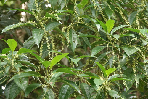 Claoxylon tenerifolium observed 2024-11-02