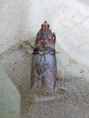 Sciota vetustella