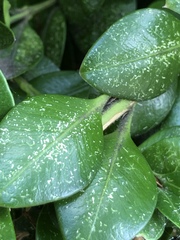 Eurytetranychus buxi