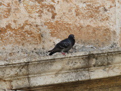 Columba livia domestica
