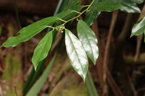 Apodytes brachystylis, 2024-11-02