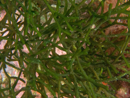 Codium gracile observed 2024-11-02