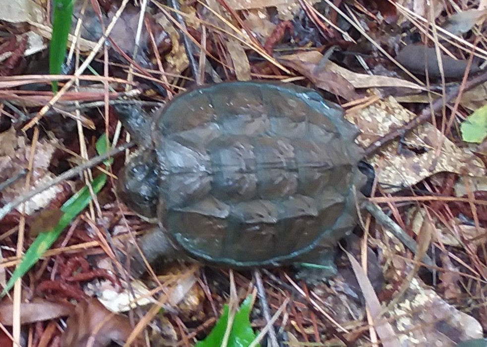 Common Snapping Turtle from Johnston County, NC, USA on July 12, 2019 ...