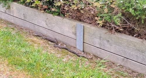 Tiger Snake sighting