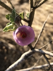 Malacothamnus foliosus