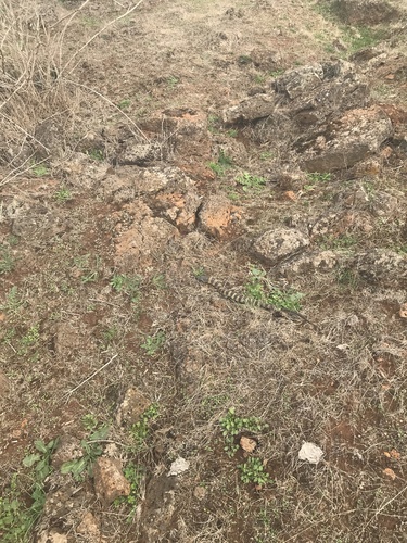 Tiger Snake sighting