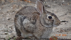Sylvilagus floridanus