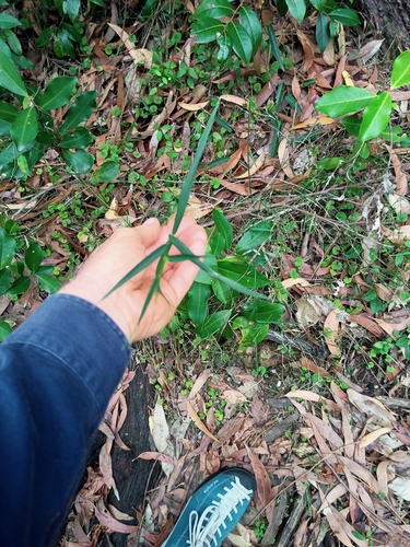 Image of Entolasia marginata by no rights reserved