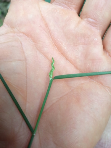Image of Entolasia marginata by no rights reserved