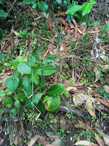 Image of Entolasia marginata by no rights reserved