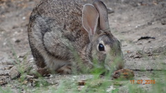 Sylvilagus floridanus