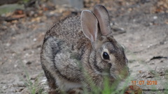 Sylvilagus floridanus