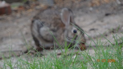 Sylvilagus floridanus