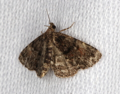 Metalectra richardsi