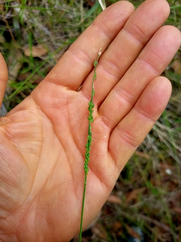 Image of Entolasia stricta by no rights reserved