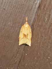 Sparganothis xanthoides