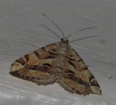 Chiasmia inaequilinea