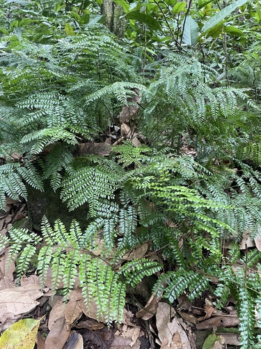 Teratophyllum observed 2024-11-01