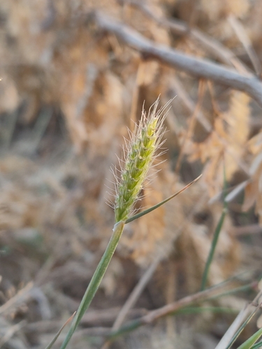 Chloris bournei