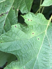Cercospora hydrangeae