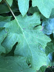 Cercospora hydrangeae