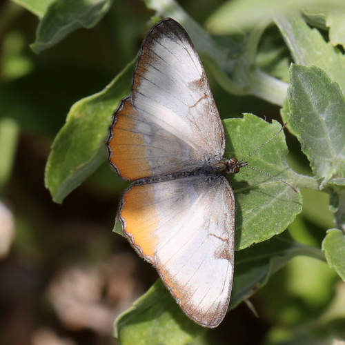 Common Mestra photo 3