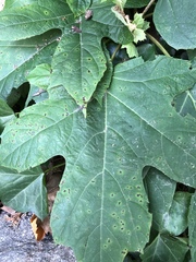 Cercospora hydrangeae