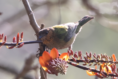 Silver-backed Tanager (Stilpnia viridicollis), photo 10