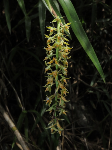 Epidendrum bicornialpicola Hágsater, Chamaya & Iberico