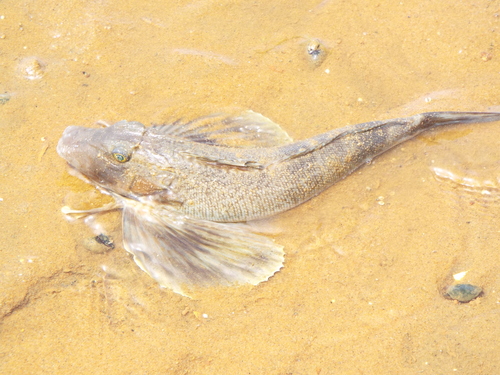 Prionotus carolinus